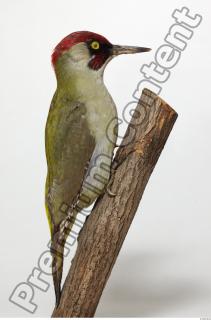 Green Woodpecker - Picus viridis 0006